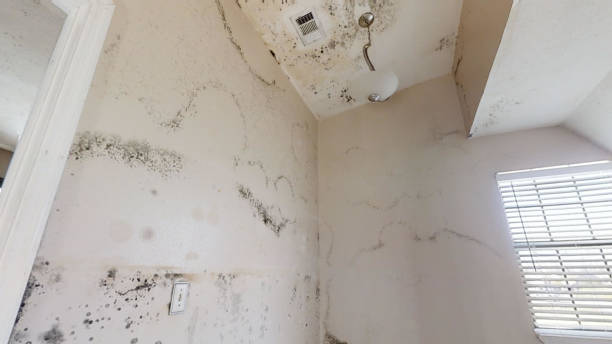 Best Residential Mold Inspection & Testing  in Gasport, NY
